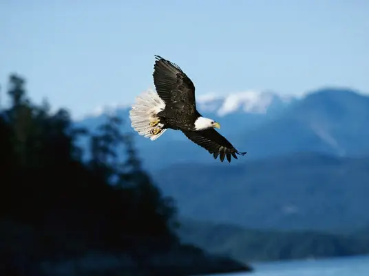 亚东《向往神鹰》[FLAC/MP3-320K]